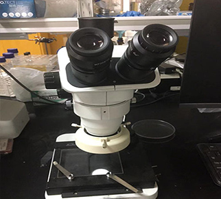 Stereo Microscope